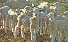 Grass-fed lambs