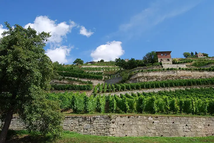 10 best sustainable vineyards