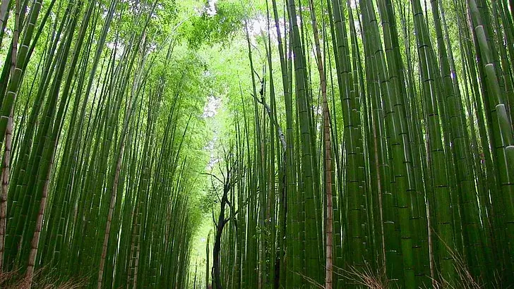 bamboo-forest-plants-japan-preview-1